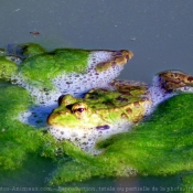 Photo de Grenouille verte commune