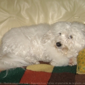 Photo de Bichon  poil fris