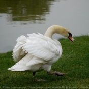 Photo de Cygne