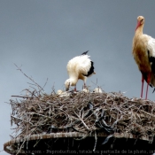 Photo de Cigogne