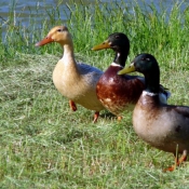 Photo de Canard colvert