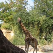 Photo de Girafe