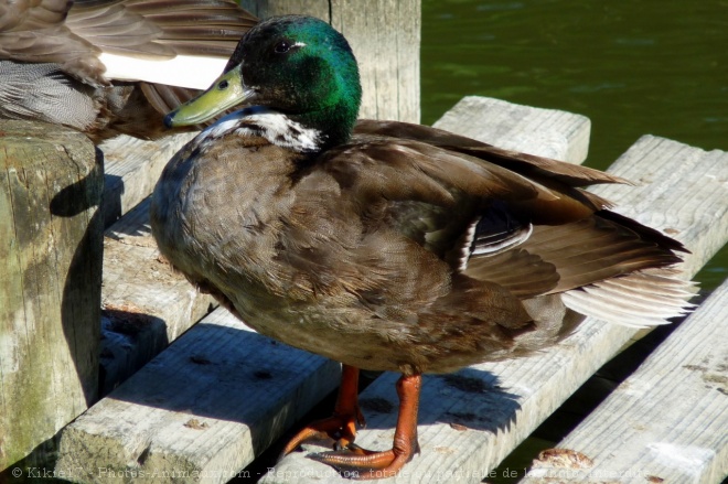 Photo de Canard colvert