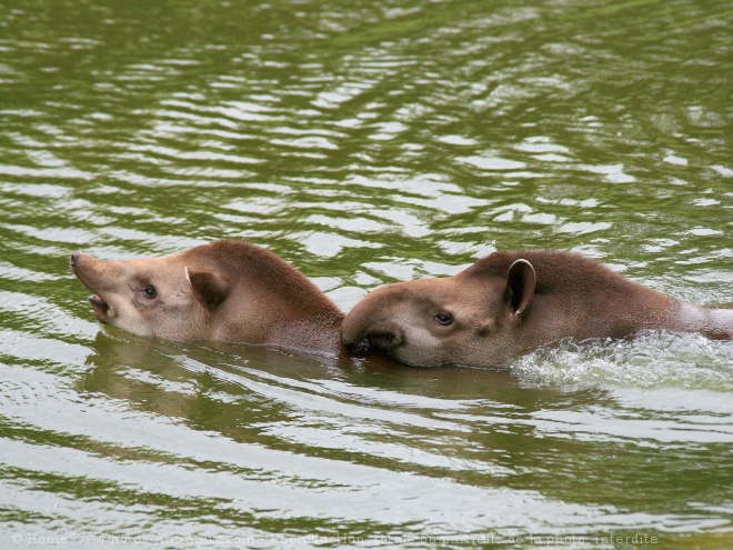 Photo de Tapir