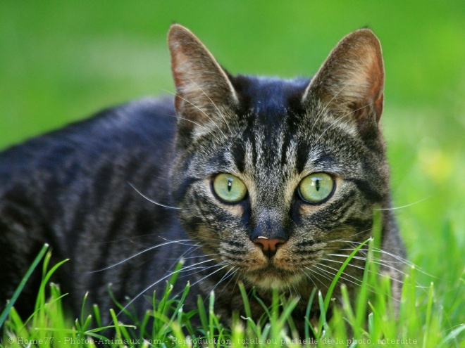 Photo de Chat domestique