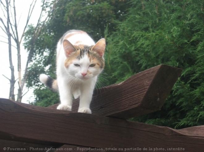 Photo de Chat domestique