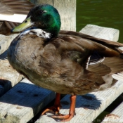 Photo de Canard colvert