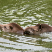 Photo de Tapir