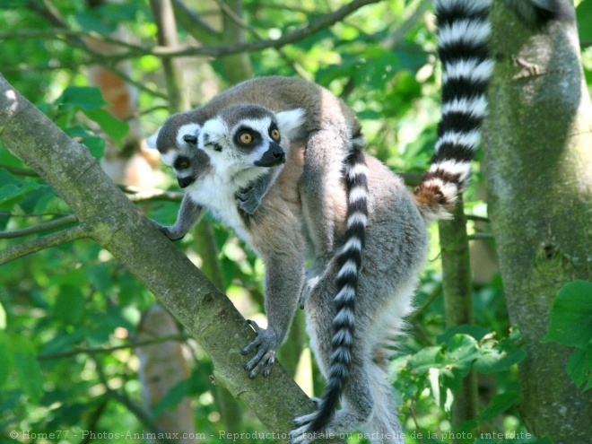 Photo de Lmurien - maki catta