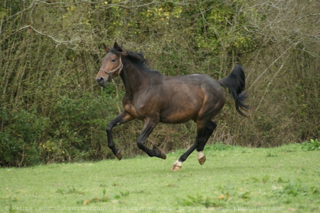 Photo de Trotteur franais