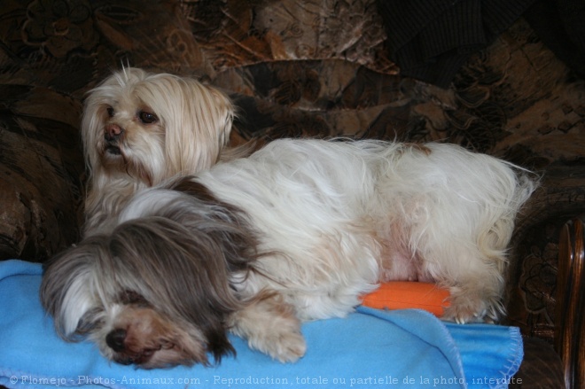 Photo de Lhassa apso