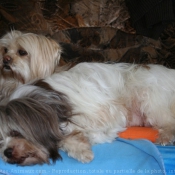 Photo de Lhassa apso