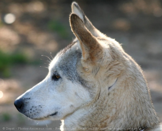 Photo de Husky siberien