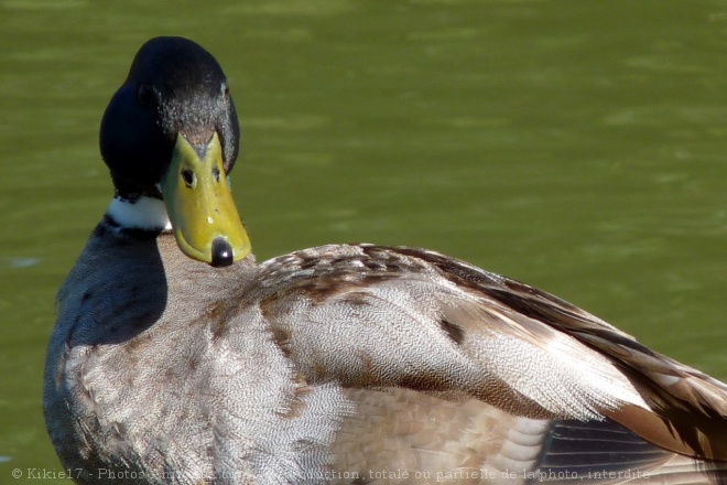 Photo de Canard colvert