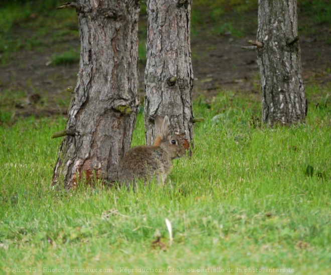 Photo de Lapin