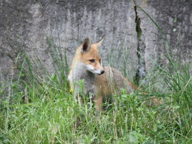 Photo de Renard