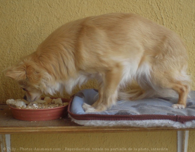 Photo de Chihuahua  poil long