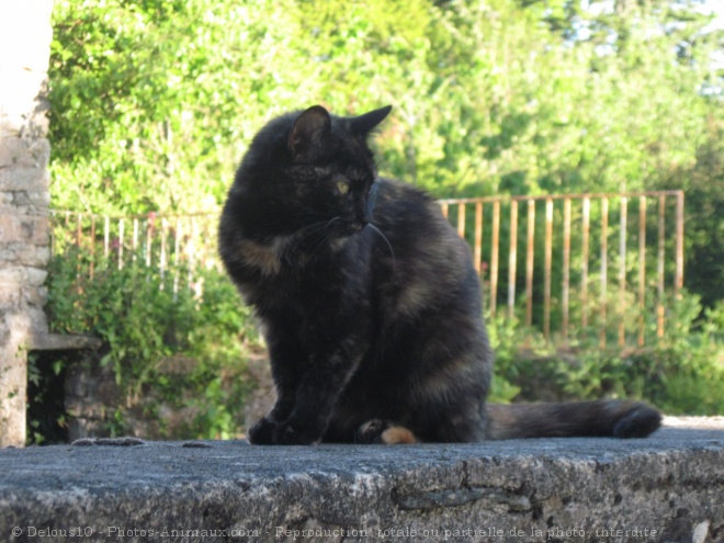 Photo de Chat domestique