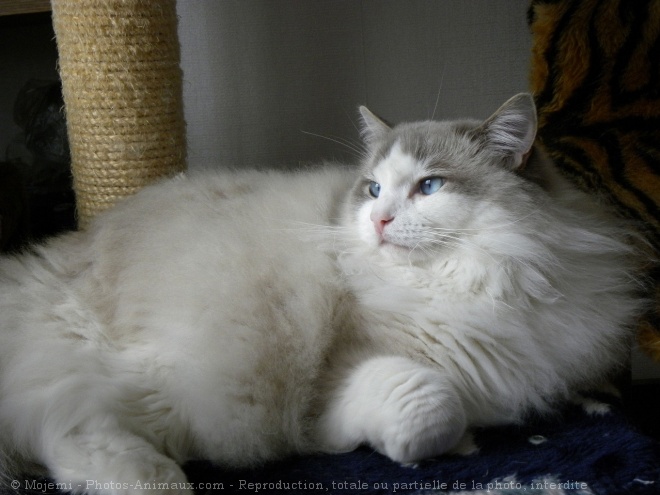 Photo de Ragdoll