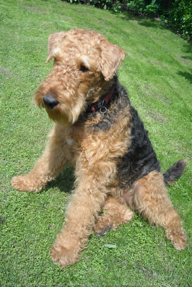 Photo d'Airedale terrier