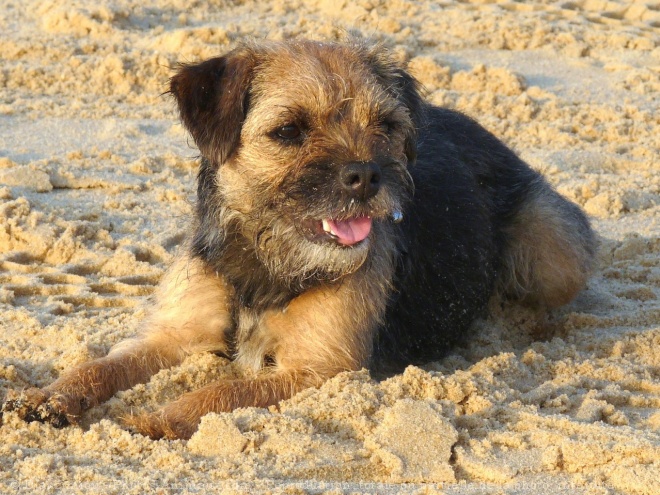 Photo de Border terrier