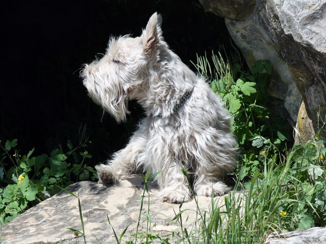 Photo de Scottish terrier