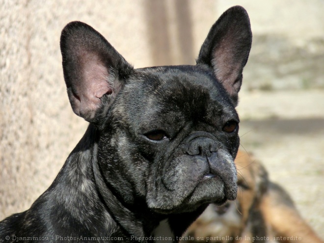 Photo de Bouledogue franais