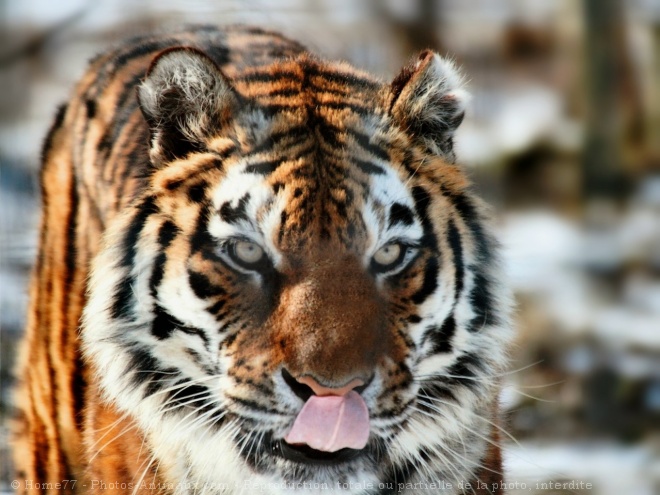 Photo de Tigre