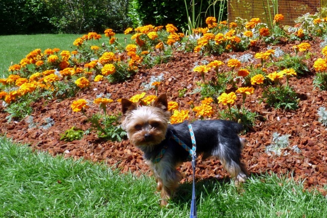 Photo de Yorkshire terrier