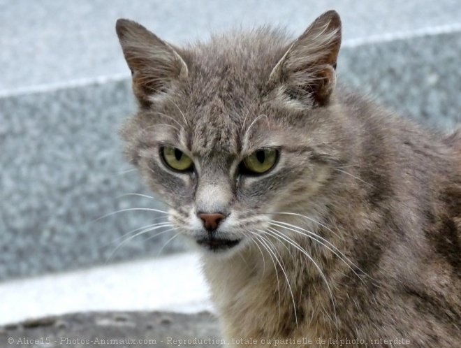 Photo de Chat domestique