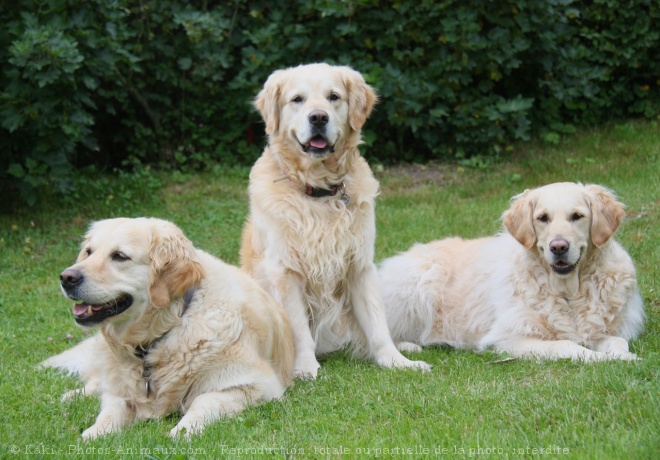 Photo de Golden retriever