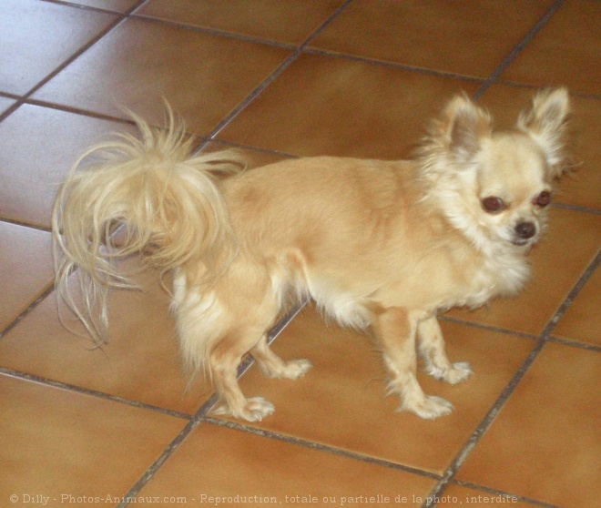 Photo de Chihuahua  poil long