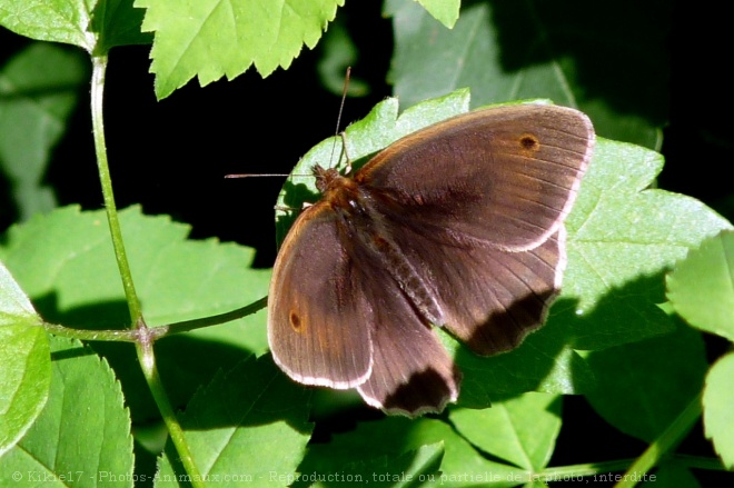 Photo de Papillon