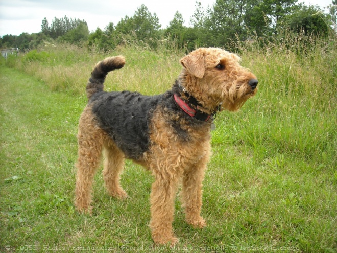 Photo d'Airedale terrier