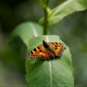 Photo de Papillon - belle-dame