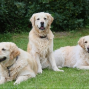 Photo de Golden retriever