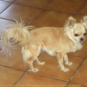 Photo de Chihuahua  poil long