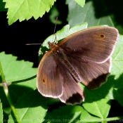 Photo de Papillon