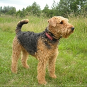 Photo d'Airedale terrier