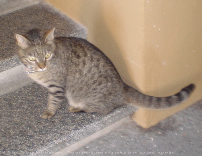 Photo de Chat domestique