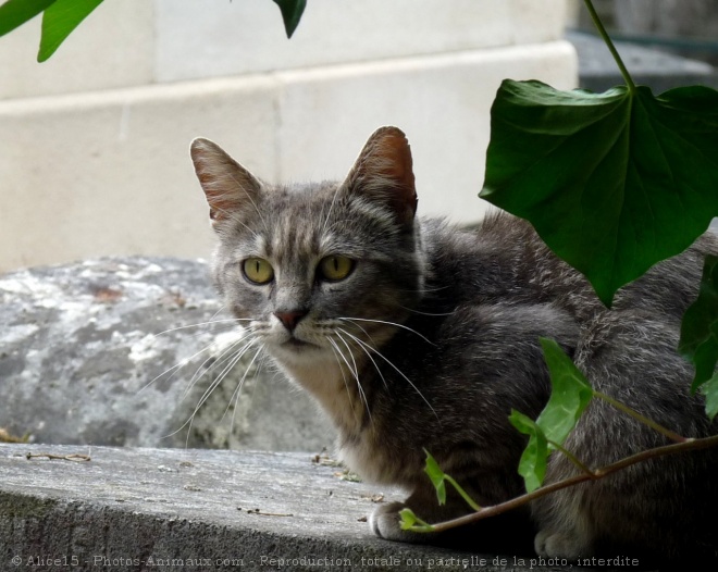 Photo de Chat domestique