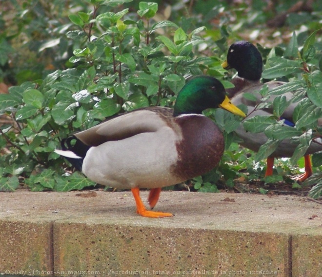 Photo de Canard colvert