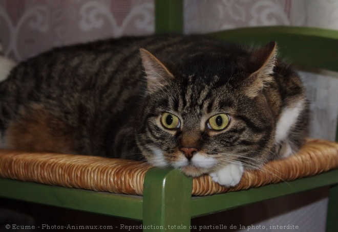 Photo de Chat domestique