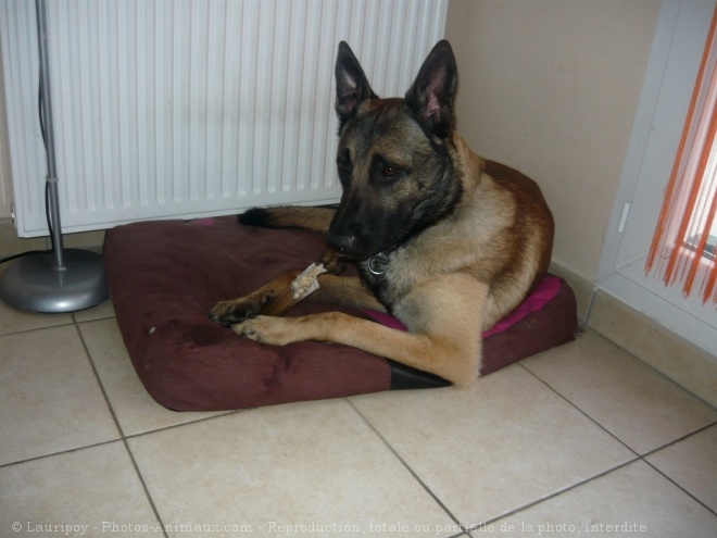 Photo de Berger belge malinois