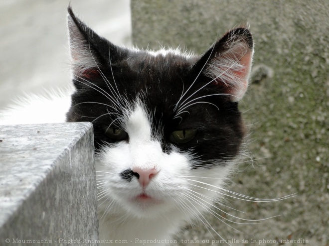 Photo de Chat domestique