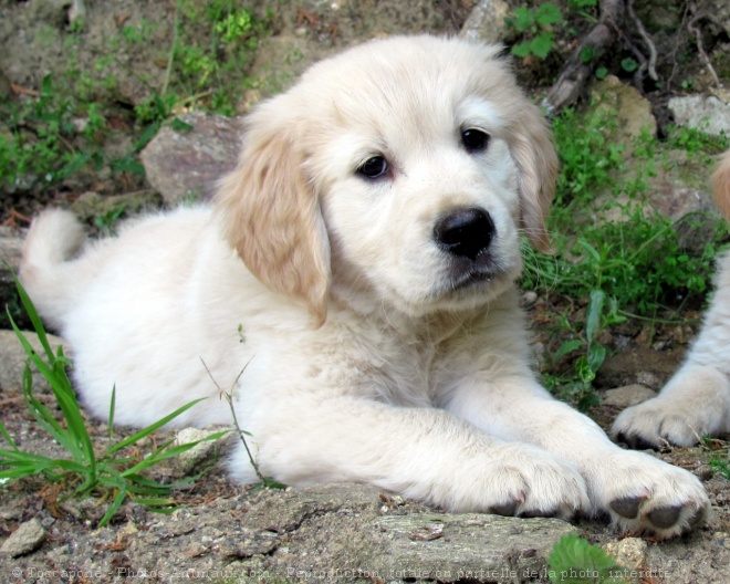 Photo de Golden retriever