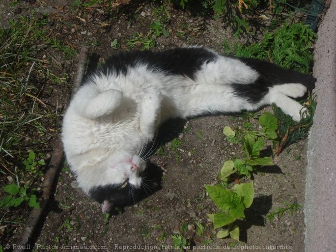 Photo de Chat domestique