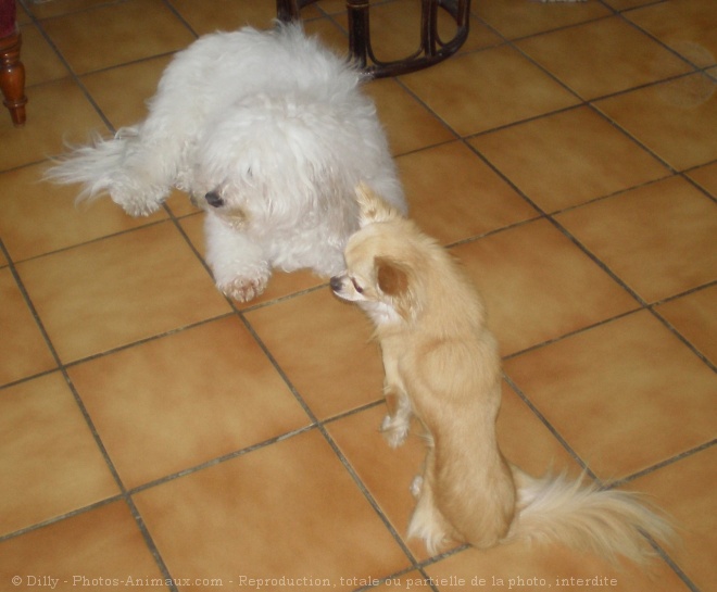 Photo de Chihuahua  poil long