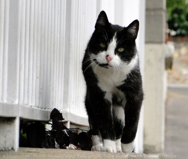 Photo de Chat domestique