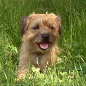 Photo de Border terrier